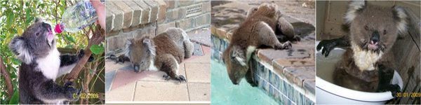 koala